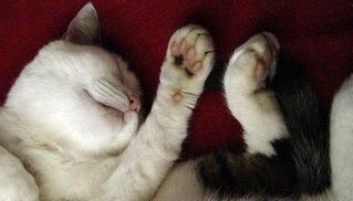  停止■巴西短毛猫以及当猫停止进食时意味着什么？