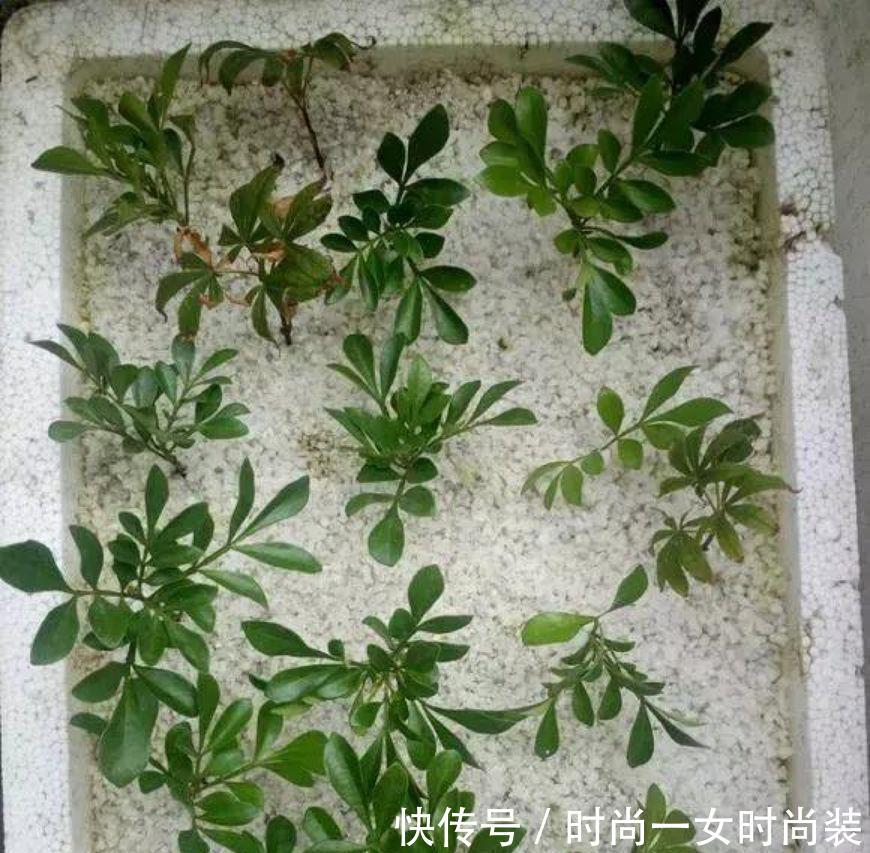  [扦插]这4种“木质”花，趁着“秋天”扦插，1盆变10盆，来年就开花