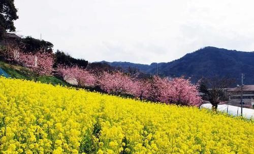 镜头下最真实的日本城市和乡村景色，你更向往哪种生活