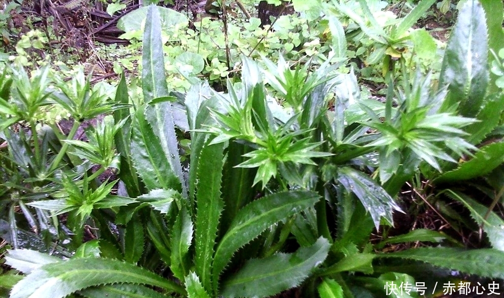  香菜@农民以为是杂草，却是1种“香菜”，种植1斤卖20元，1亩赚1