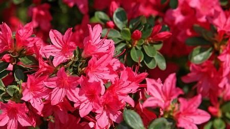  「艳丽」养护“杜鹃花”，做对这3个方法，枝叶繁茂花色艳丽讨人爱