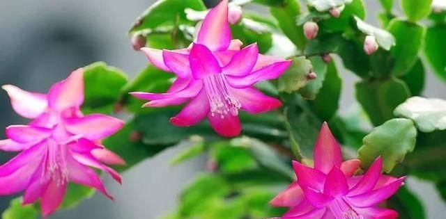  反而■5种花要“穷养”，小花盆，少浇水，反而越长越好