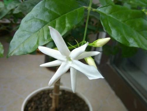  [不难]茉莉花徒长不开花？老花匠新招数，修修剪，转转花盆，开花真不难