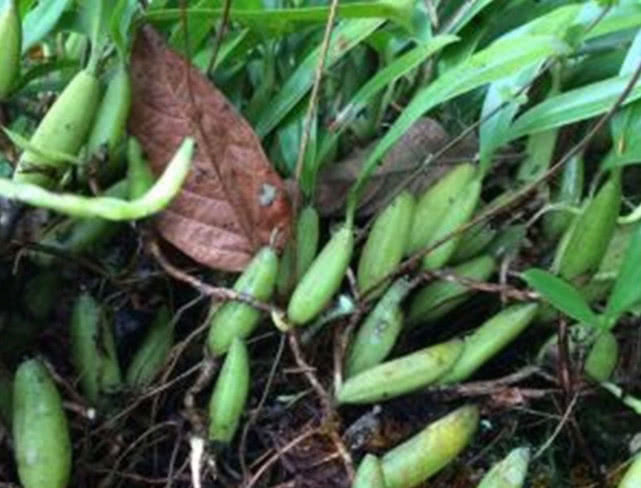 农村这种不起眼的“野草”，人们拿它来煲汤，很多老中医在寻它！