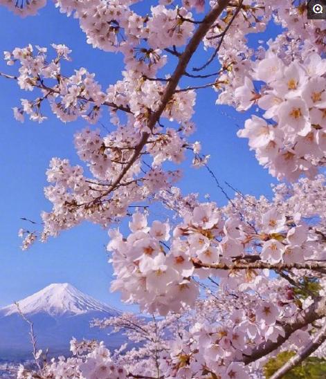 日本富士山樱花什么时候开_日本富士山樱花图