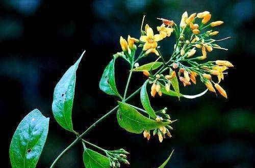 金银花■这花特像金银花,但是有毒,看见一定躲着走!