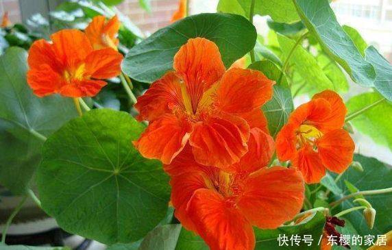  打造：5种花好养又漂亮，浇水就疯长，蹭蹭长爆盆，轻松打造小花园