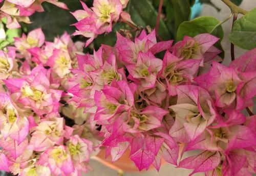  三角梅■选花，别错过这几种“开花机器”，养殖省心