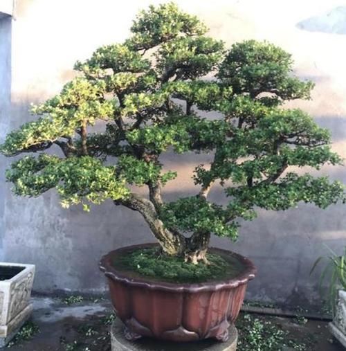  [年后]别养君子兰了，种“2种盆景”，2年后茎干“变粗”，增值“15倍”