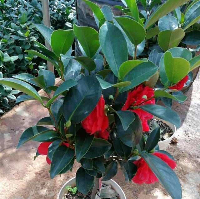 『技巧』认识四季茶花,四季茶花的四季浇水和喷水技巧