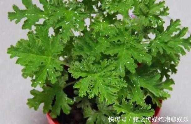「盆栽技巧」夏季烦恼高温天蚊蝇乱飞?趁早盆栽4种植物,既能观赏又贼实用