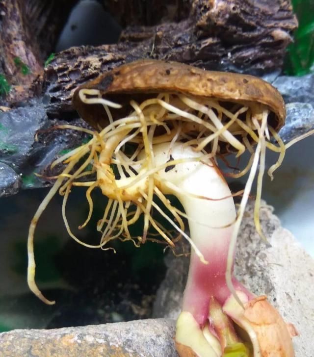  把花生米@她用几粒花生米，种出一盆大花生，冒出来的豆芽根忒好看！