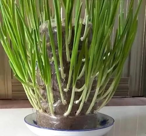  #苋菜#能“抗菌”的2种菜，现在种一盆，30就能收一茬，多吃，身体好