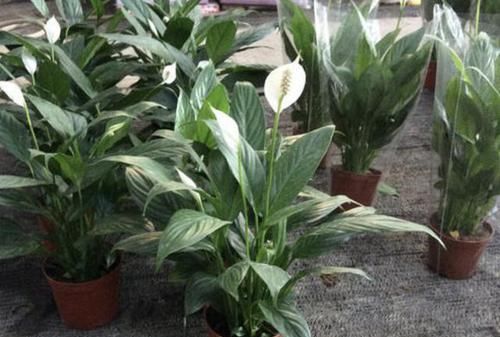 『技巧』养白掌用“4个技巧”,一年四季漂亮,枝叶茂密,花期长达90天!