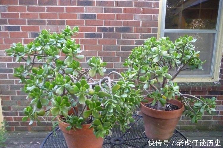  『懒人』为懒人准备的6种盆栽花卉, 一两个月忘记浇水也能活得滋润
