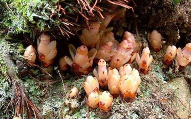 农村植物，帽蕊草跟定一棵树就一辈子，地里田间遇见是福