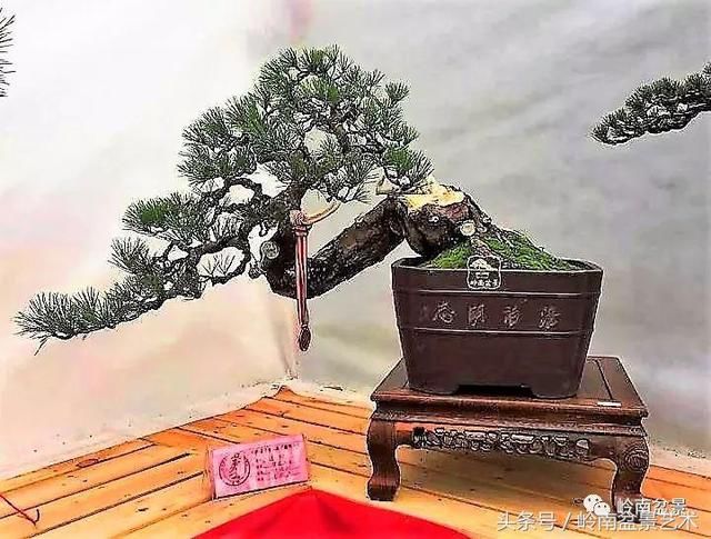 松树盆景，怎样才能算上品？