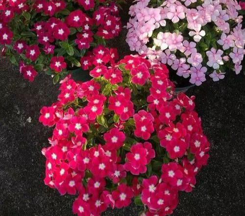 「修剪」这花就叫“天天开”,咔咔一通剪,长成“小花树”,繁殖几十盆