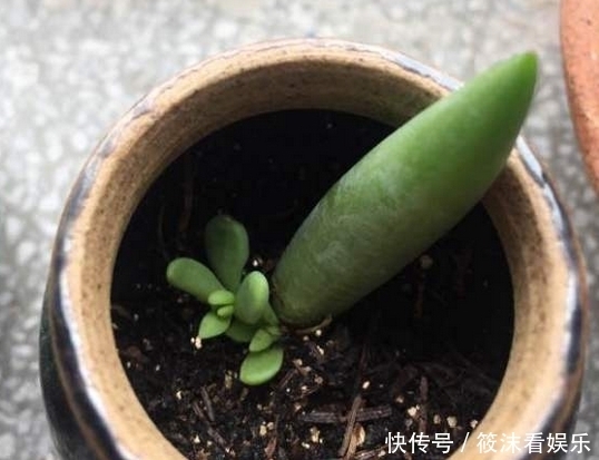 「以用来扦插」养了5年的千佛手,是该修整一下,剪下来枝条叶片可以扦插叶插
