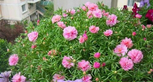  『长寿花』4种花，喜欢“被掐头”，越掐长势越猛，不掐容易长成丑八怪