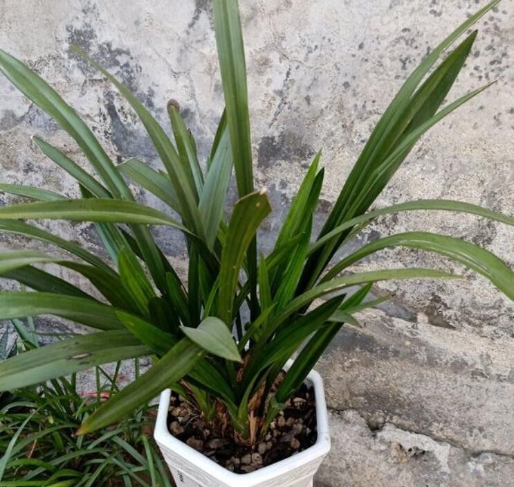  大叔■农村大叔养兰花真有一套，不花钱买花肥和植料兰芽照样呼