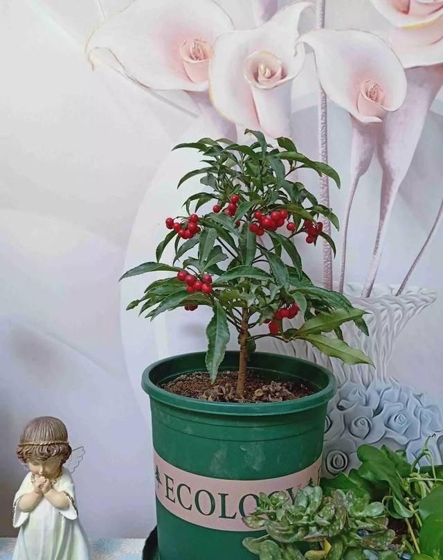  观赏价值极■家养六种“富贵花”，吉祥又如意，富贵又生财，人人都喜欢