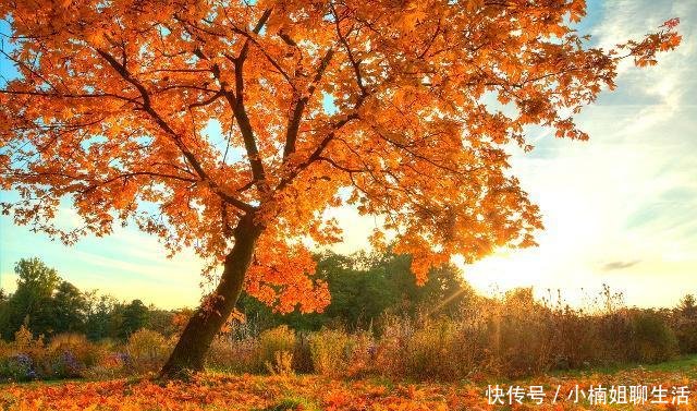 以“秋”为题，展开诗词比赛，请你当评委