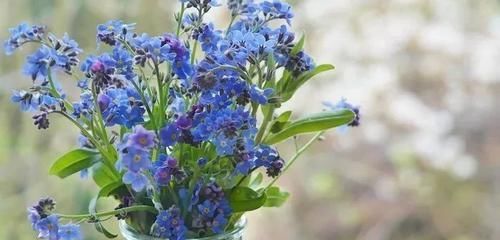  『寓意』这9种生活中常见的烂漫之花，有着独特而美好的寓意