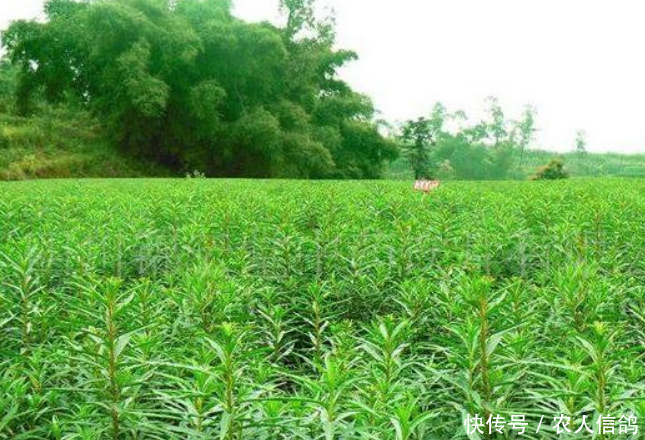  解酒：一野草引农民厌烦，繁殖能力强悍，老农：对解酒有效果