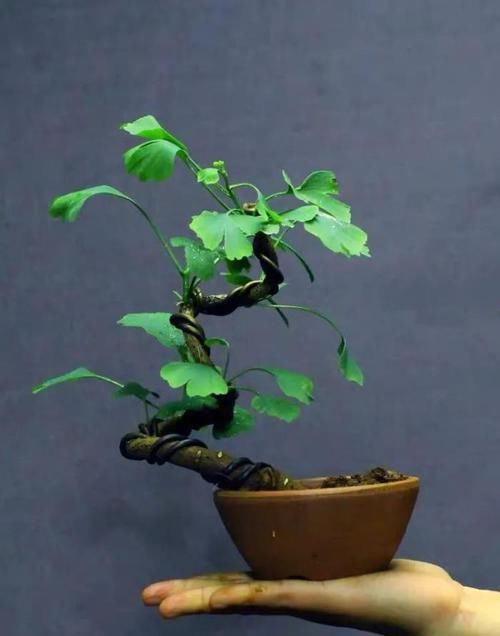  「身价」这六种植物越养越值钱，在家养几年，身价猛涨几倍！你家养了几种