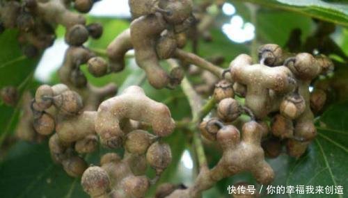 农村鸡爪果到处都是无人摘，城里10元1斤也不够卖，咋回事