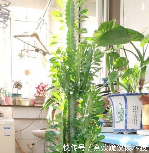 「漂亮」“4种花”养家里，漂亮养眼，简单养护就能长得旺，花美心情好！