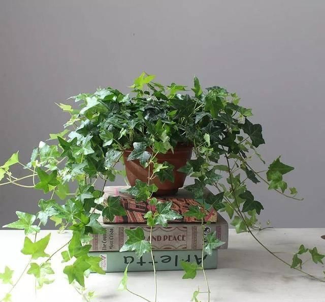  『适宜温度』空间狭小的房间、寝室，养这8种花草，小巧精致又好养