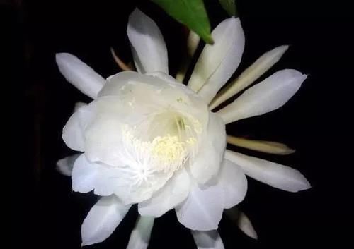  「短暂」“月下美人”昙花，“一现”虽短暂，学会养护，年年有的开。