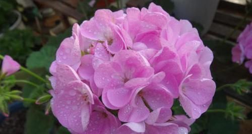 『香雪球』养花就养盆“爆盆花”,好养易活花量大,开花能力非常强,美极了