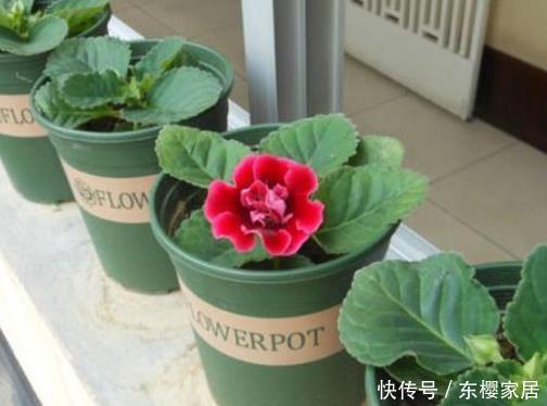  适合：4种花最适合“叶插”，掐个叶子插土里就能活，既不娇气还好养
