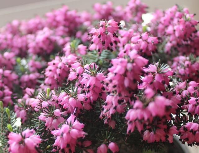  「养花」最耐寒的观赏花卉，东北也能种，花色美丽花期长，冬季养花选它