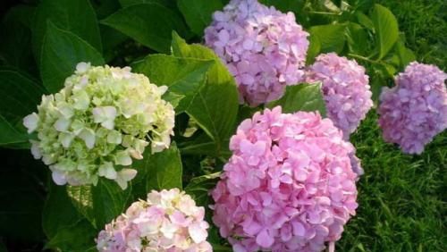  扦插：3月，这“3种”花很适合“扦插”，生根快、易成活，当年就能开花
