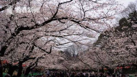  人数：确诊人数还在涨 日本上野公园却迎来“赏花潮”