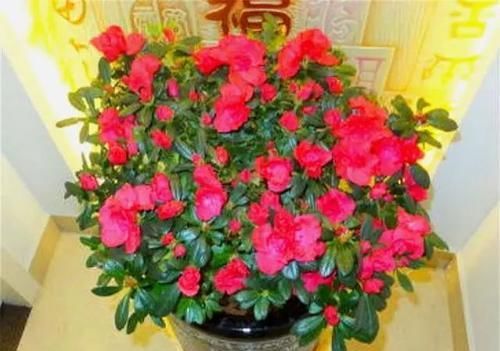  『把握』四季杜鹃开花有诀窍，把握3个“小细节”，1年开花365天