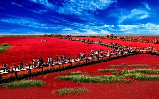 中国有一片血色海洋,一年只会红一次,景色美到令人窒息