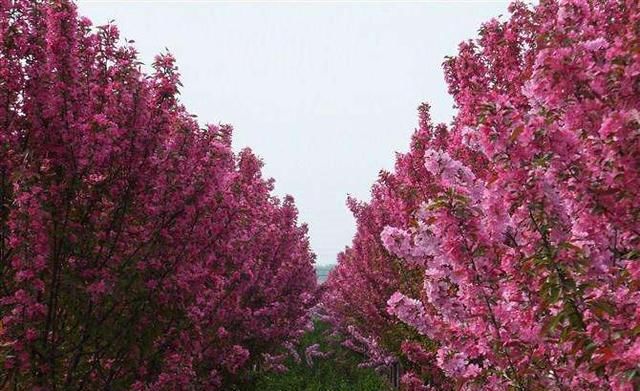  「追捧」花园种上这“2种”花，镇宅还养人，越养越贵，受人追捧！