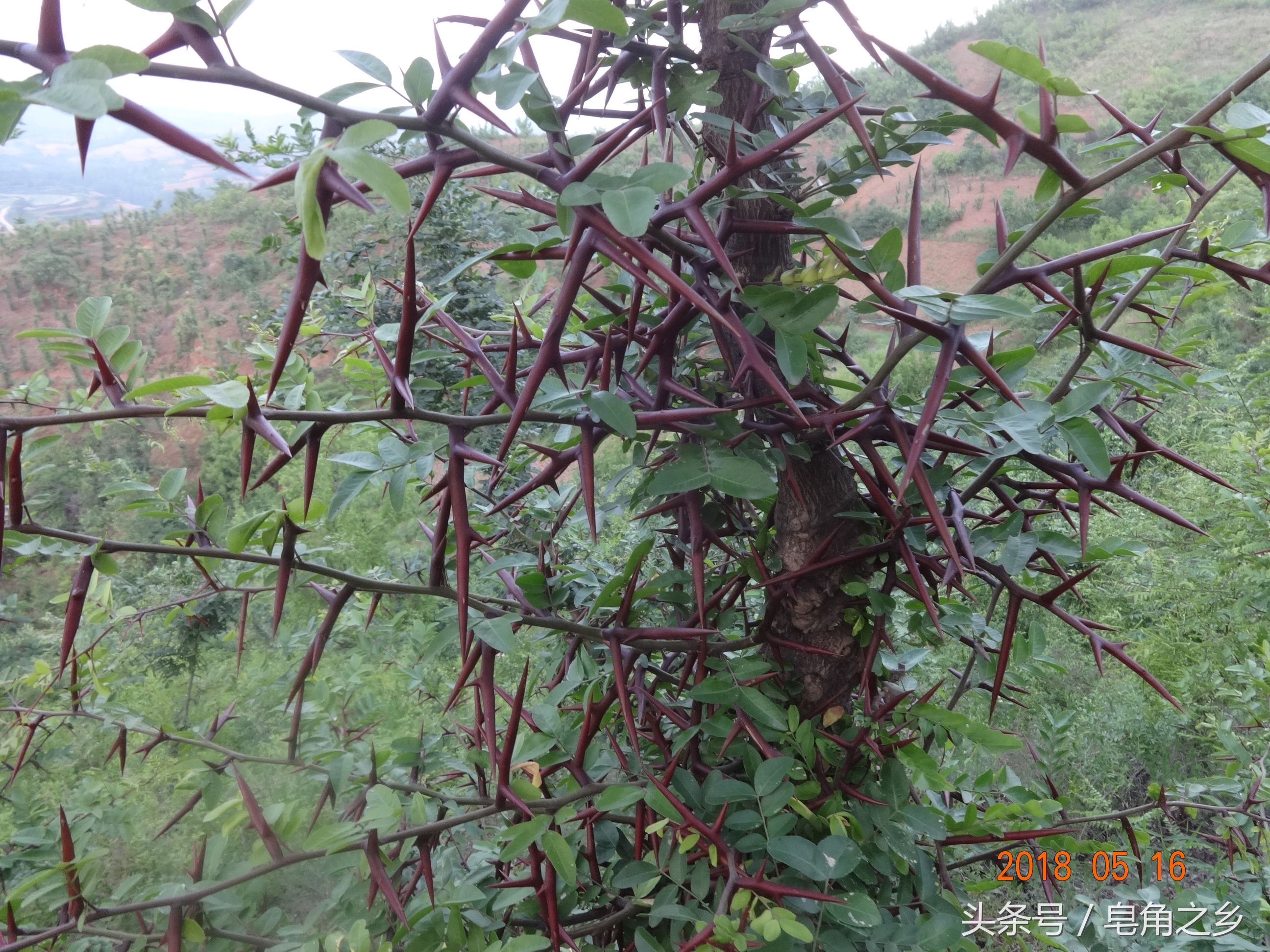 大刺皂荚新品种--嵩刺1号皂荚山坡地实景图片