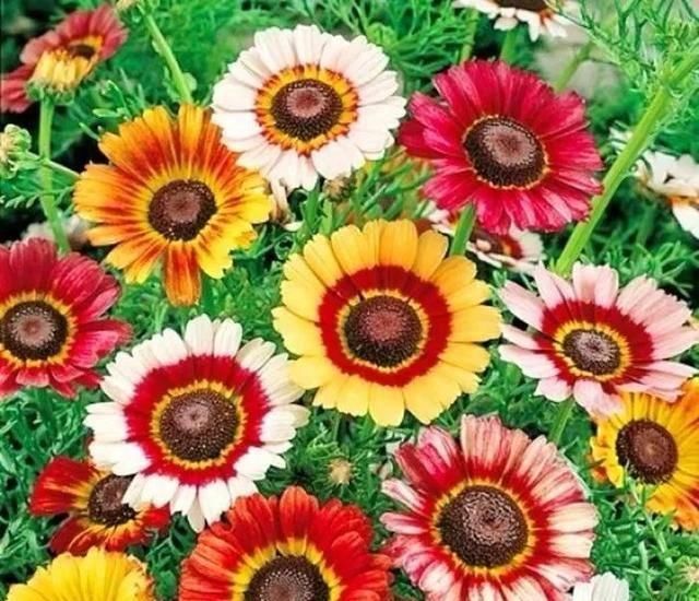  『排水良好』推荐一花多色的5种植物，缤纷多姿