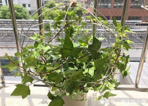 好看:3种植物别再水培了,土培好看又好养,植株长势猛、枝叶繁茂