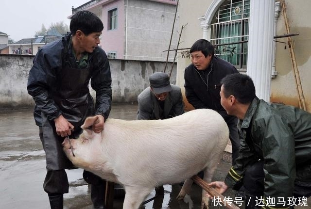  #猪肉#农村散养户还在养猪吗？现在养猪到底划不划算？听听老农