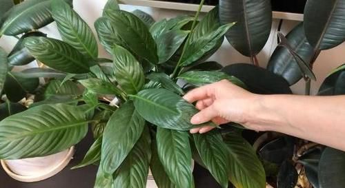  【方法】3种“吃食”变质？不能食用就养花用，按照方法处理是天然肥料