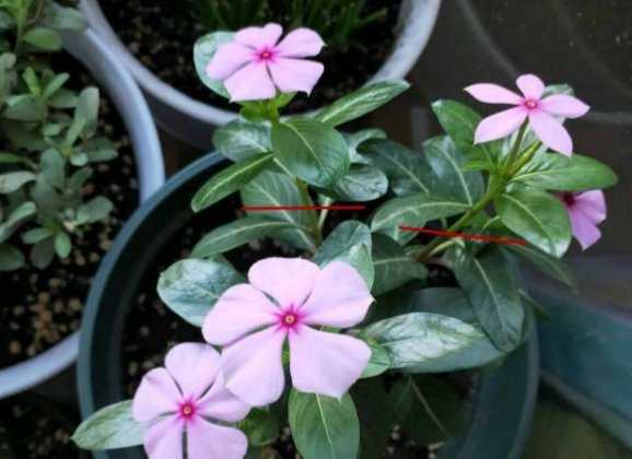 『长寿花』4种花,喜欢“掐”掐得越多,就越不容易长出浓密的门户