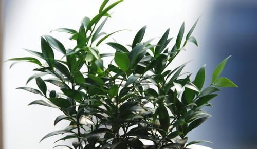  #漂亮#植物界的活化石，净化空气驱蚊效果好，室内不可不养的漂亮绿植