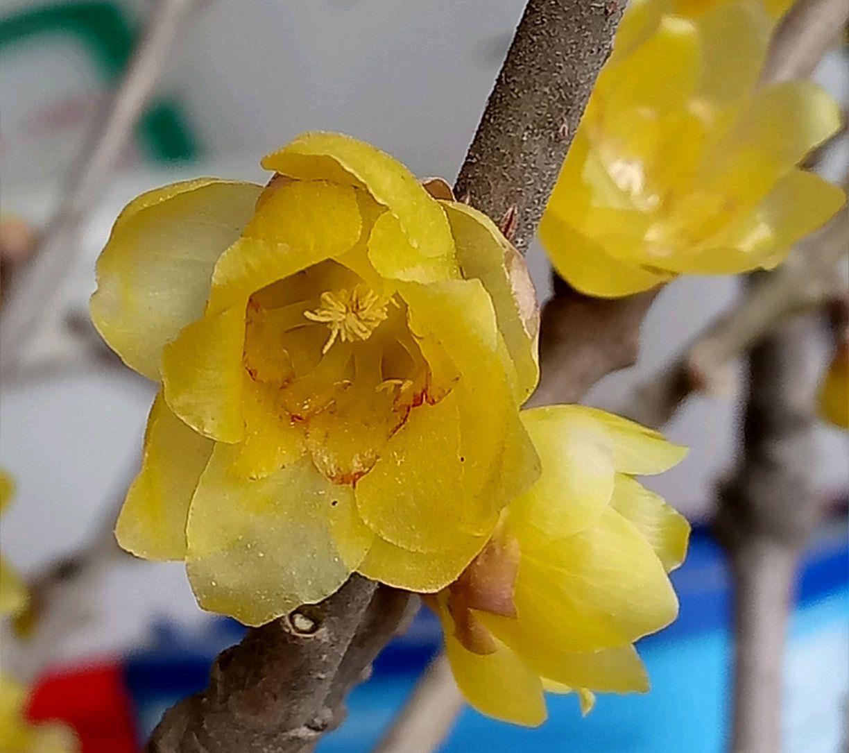 「贴梗海棠」10种春天路边常见的先开花后长叶植物